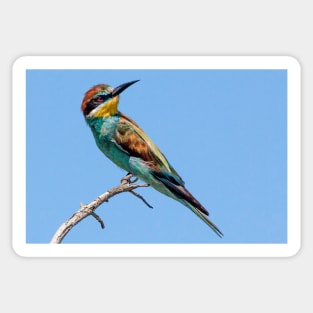 European Bee-eater, South Africa Sticker